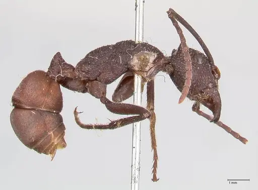 Rhytidoponera taurus - FOCOL0909