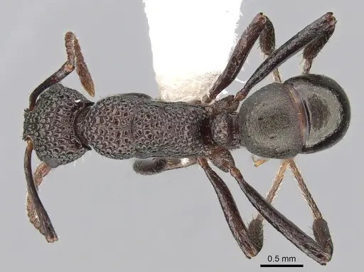 Rhytidoponera tenuis specimen