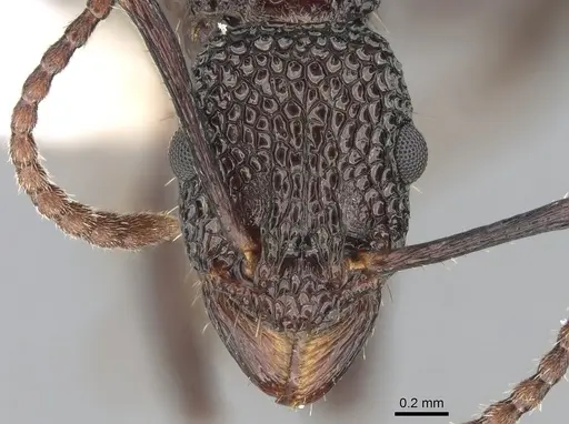 Rhytidoponera tenuis specimen