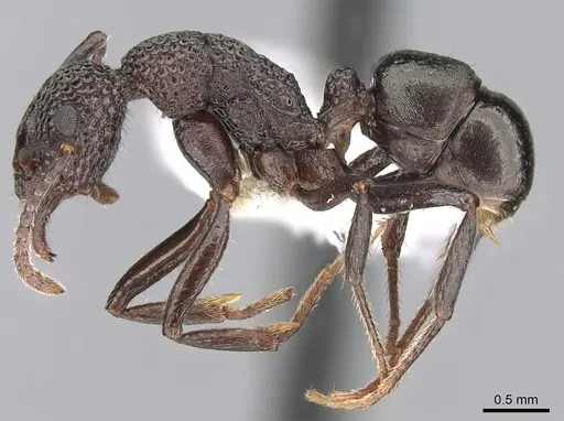 Rhytidoponera tenuis specimen