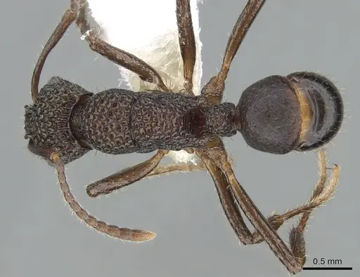 Rhytidoponera tenuis - CASENT0281254