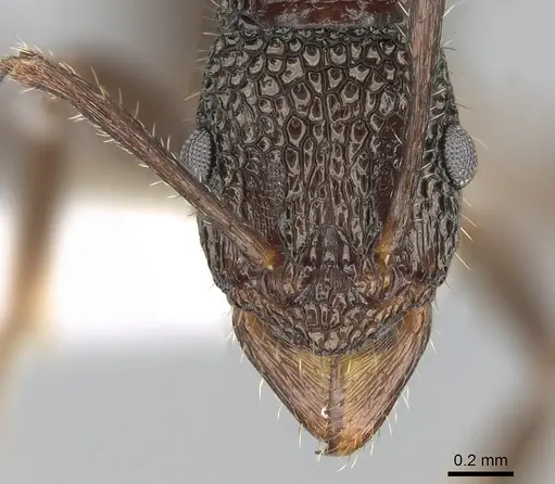 Rhytidoponera tenuis - CASENT0281254