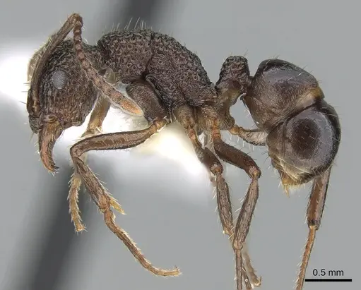 Rhytidoponera tenuis - CASENT0281254