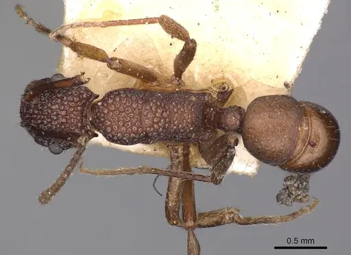 Rhytidoponera tenuis - CASENT0900533