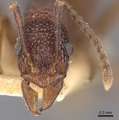 Rhytidoponera tenuis - CASENT0900533