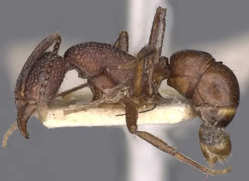 Rhytidoponera tenuis - CASENT0900533