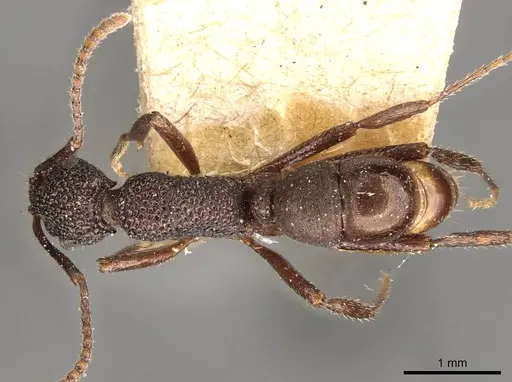 Rhytidoponera tenuis - CASENT0907162