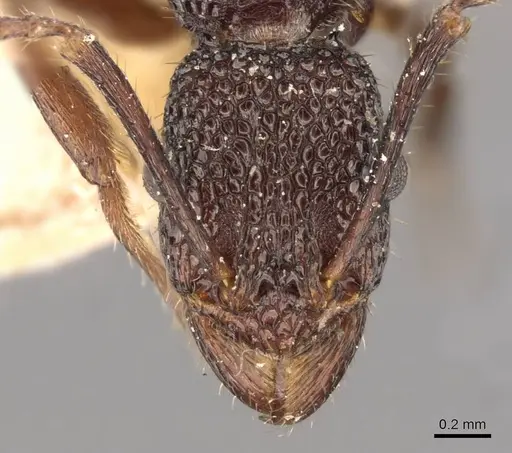 Rhytidoponera tenuis - CASENT0907162