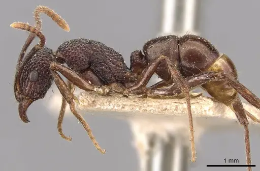 Rhytidoponera tenuis - CASENT0907162