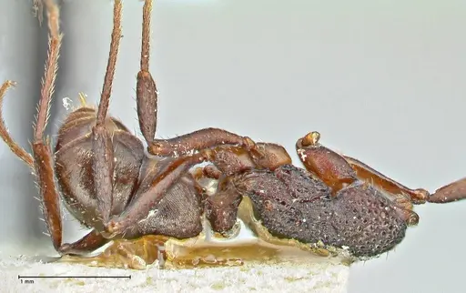 Rhytidoponera tenuis - FOCOL2889