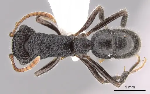 Rhytidoponera terrestris specimen