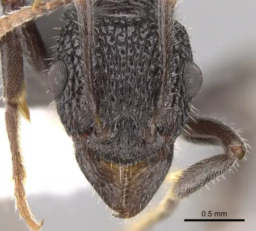 Rhytidoponera terrestris specimen