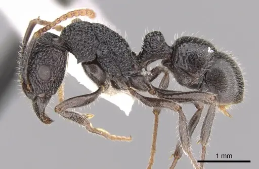 Rhytidoponera terrestris specimen