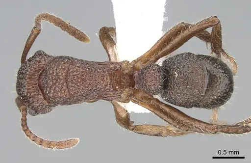 Rhytidoponera trachypyx specimen