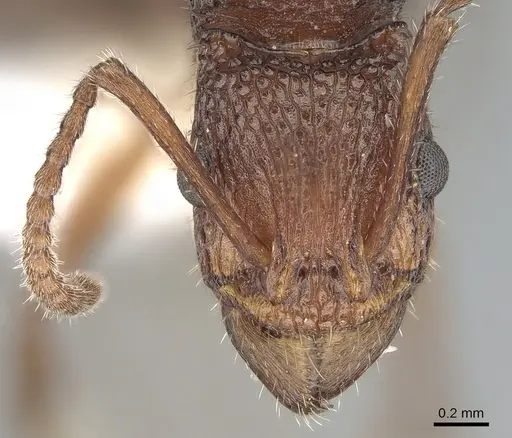 Rhytidoponera trachypyx specimen