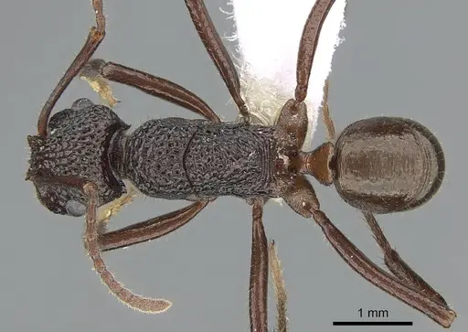 Rhytidoponera turneri specimen