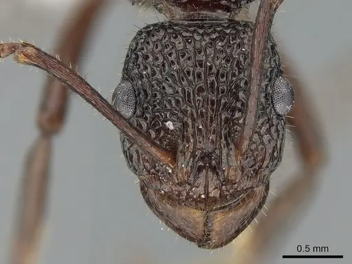 Rhytidoponera turneri specimen