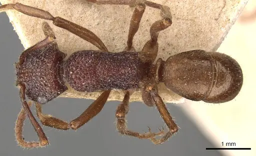 Rhytidoponera turneri - CASENT0907163