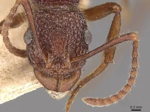 Rhytidoponera turneri - CASENT0907163