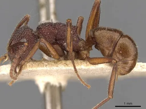 Rhytidoponera turneri - CASENT0907163