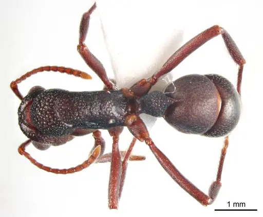 Rhytidoponera tyloxys specimen