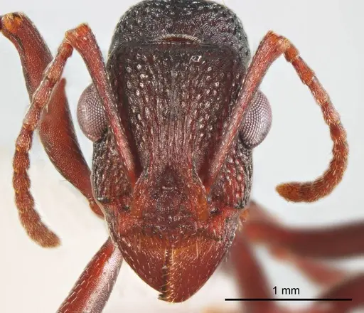 Rhytidoponera tyloxys specimen