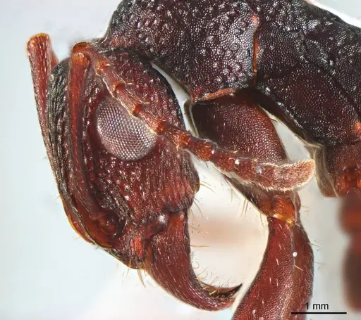 Rhytidoponera tyloxys specimen