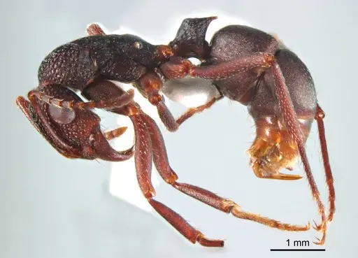 Rhytidoponera tyloxys - ANTWEB1008715