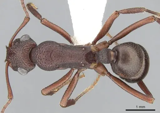 Rhytidoponera tyloxys - CASENT0281274