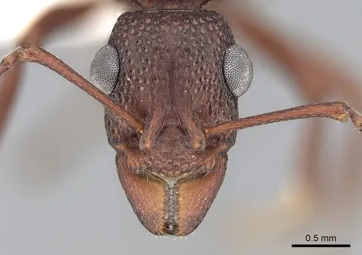 Rhytidoponera tyloxys - CASENT0281274