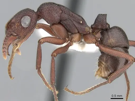 Rhytidoponera tyloxys - CASENT0281274