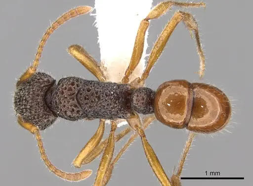 Rhytidoponera versicolor specimen