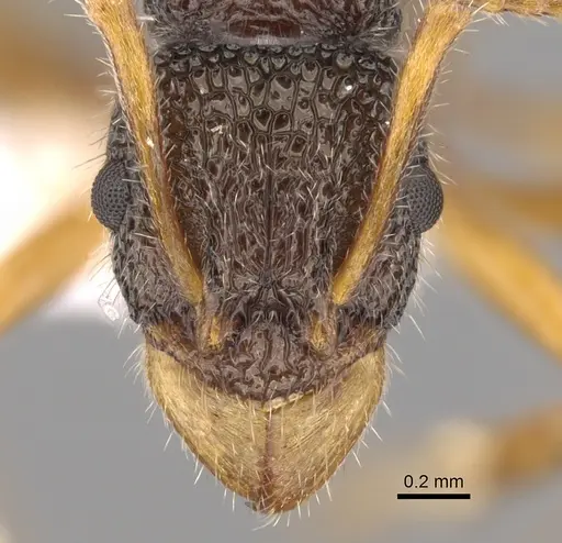 Rhytidoponera versicolor specimen