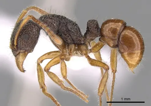 Rhytidoponera versicolor specimen