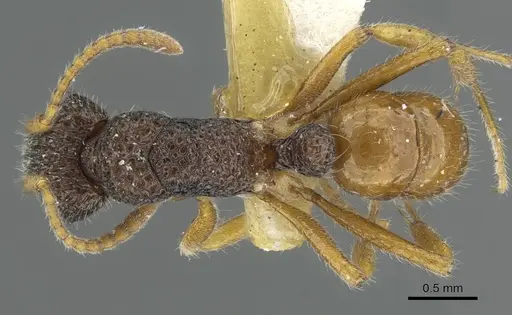 Rhytidoponera versicolor - CASENT0911232