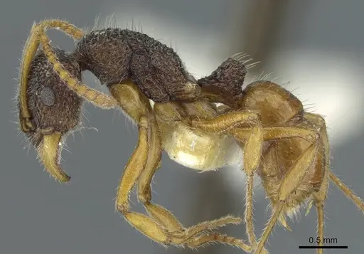 Rhytidoponera versicolor - CASENT0911232