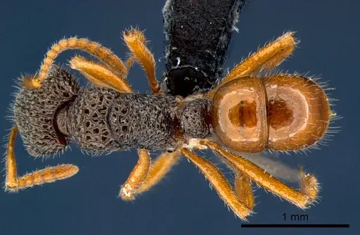 Rhytidoponera versicolor - CSIRONC0118