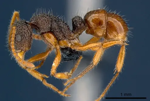 Rhytidoponera versicolor - CSIRONC0118