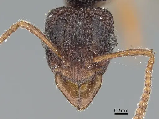 Rhytidoponera victoriae specimen