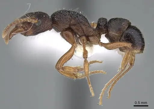 Rhytidoponera victoriae specimen