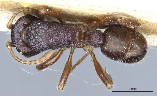 Rhytidoponera victoriae - CASENT0903829