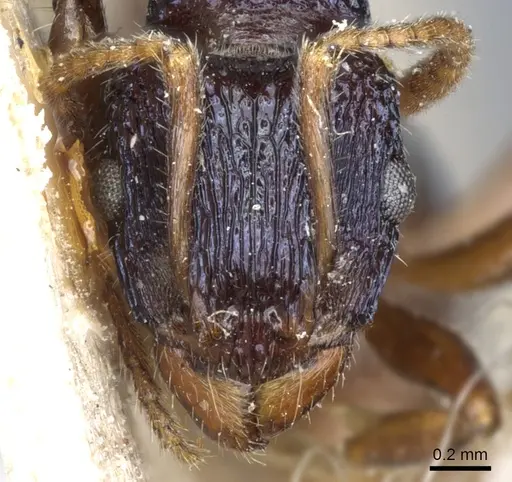 Rhytidoponera victoriae - CASENT0903829