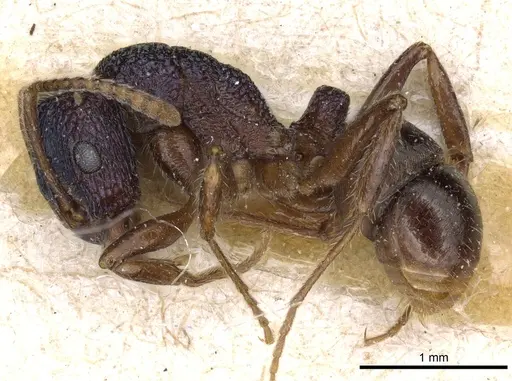 Rhytidoponera victoriae - CASENT0903829