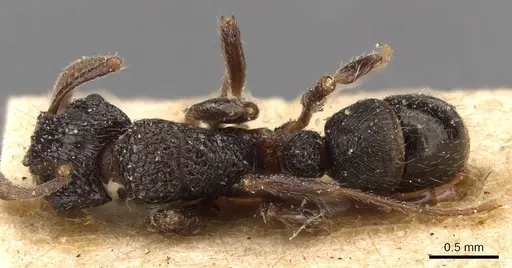 Rhytidoponera victoriae - CASENT0907164