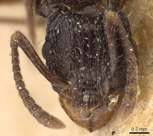 Rhytidoponera victoriae - CASENT0907164