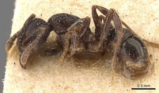 Rhytidoponera victoriae - CASENT0907164