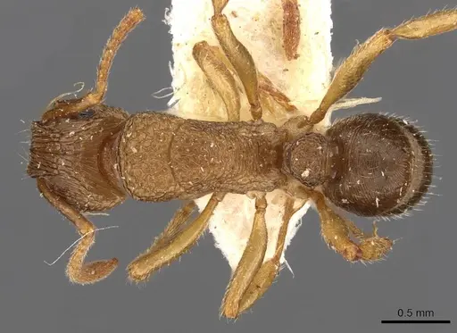 Rhytidoponera victoriae - CASENT0907166