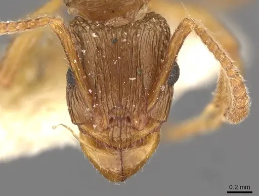 Rhytidoponera victoriae - CASENT0907166