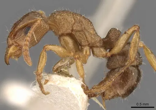 Rhytidoponera victoriae - CASENT0907166