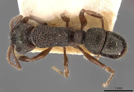 Rhytidoponera victoriae - CASENT0907167